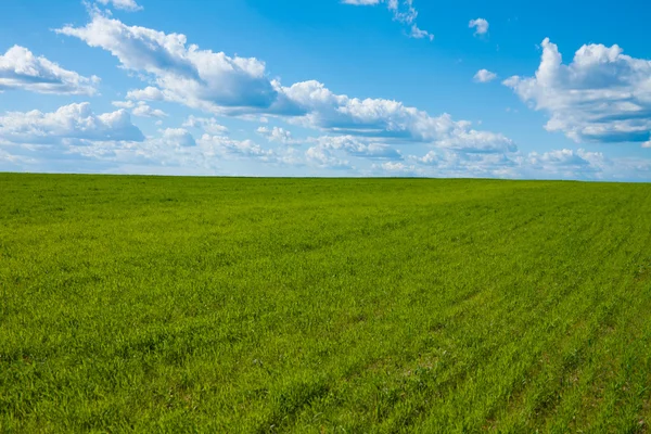 Vivid field and sky background — Stock Photo, Image