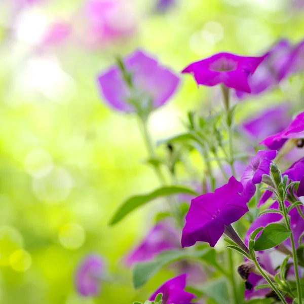 stock image Beautiful blue flowers