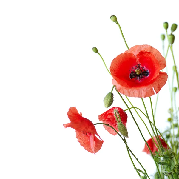 stock image Red Poppy