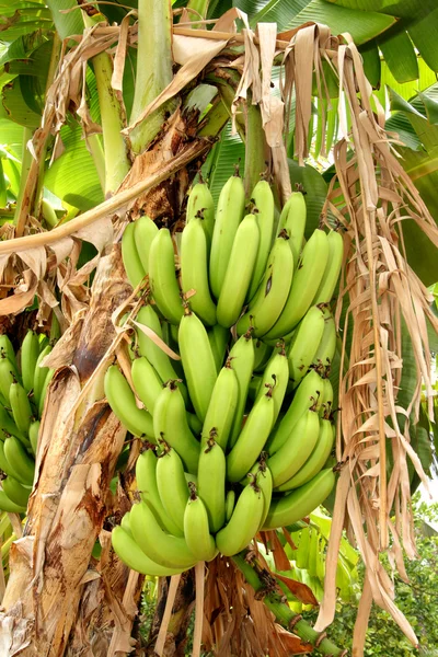 Bunch of green bananas — Stock Photo, Image