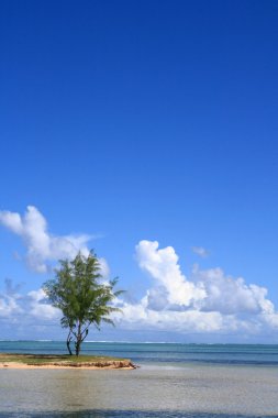 Image of casuarina trees growing on the beach clipart