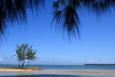 Three young casuarina trees on the beach clipart