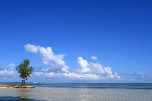 Casuarina trees growing on the beach — Stock Photo, Image