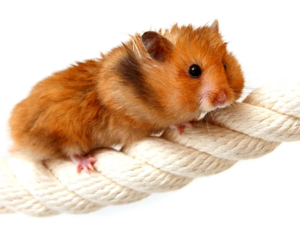 Little hamster — Stock Photo, Image