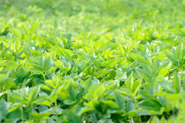 stock image Background of green leaves