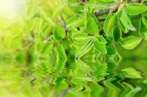 Grüner Zweig mit Spiegelung — Stockfoto