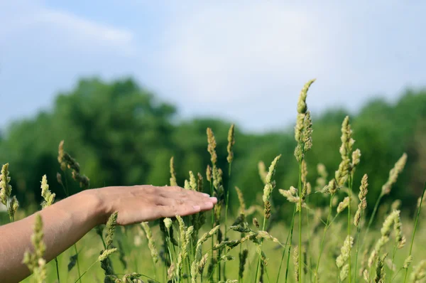 Hand touching grass — Stock Photo, Image