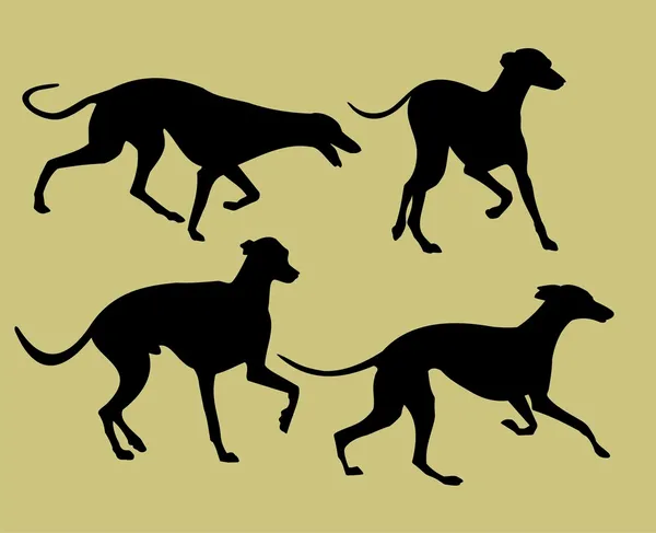 Silhouettes of greyhounds — Stock Vector