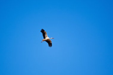 White stork flying clipart