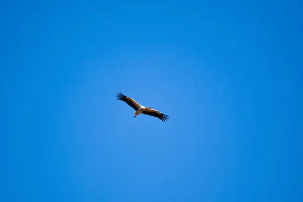 stock image White stork flying