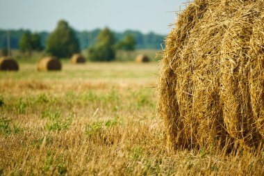 saman haystacks tahıl alanda