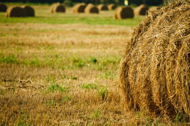 saman haystacks tahıl alanda