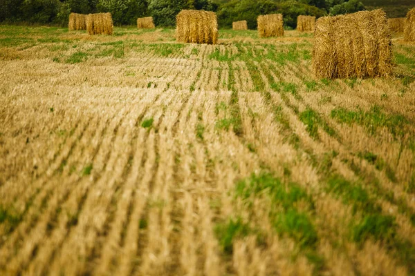 Strohheuhaufen auf dem Getreidefeld — Stockfoto