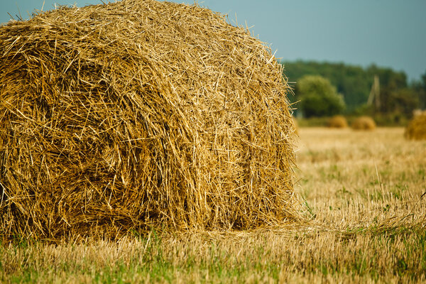 Straw Haystacks on the grain field