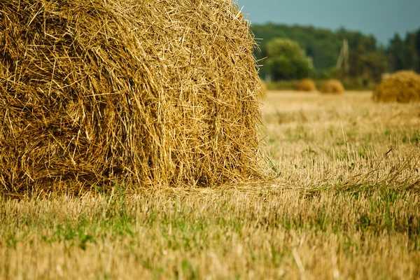 Ceppi di paglia sul campo di grano — Foto Stock