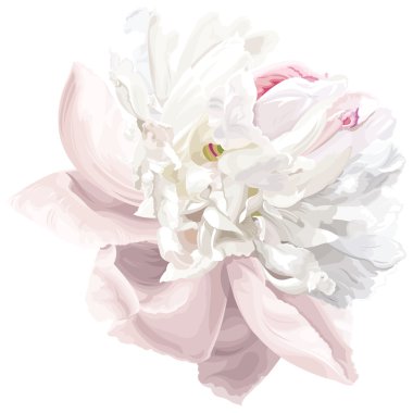 White peony flower clipart