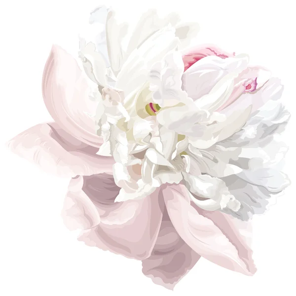 Weiße Pfingstrosenblüte — Stockvektor