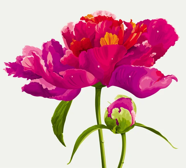 Flor de peonía roja — Vector de stock