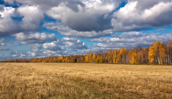 stock image Yellow splayed field of mowing with far off trees.