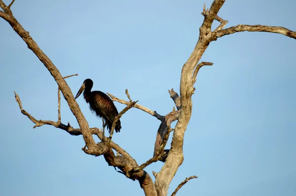 검은 새 — 스톡 사진