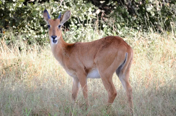 Thomson gazelle — Stock Photo, Image