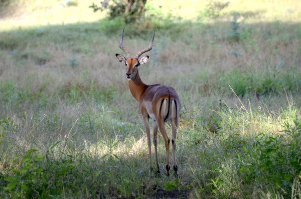 Thomson gazelle — Stock Photo, Image