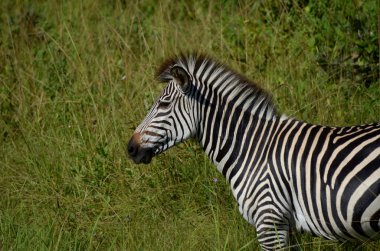 Malawi Zebra