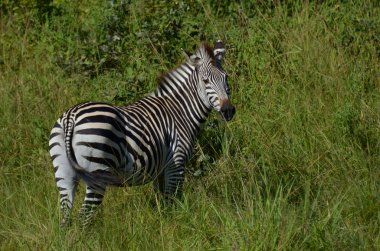 Malawi Zebra