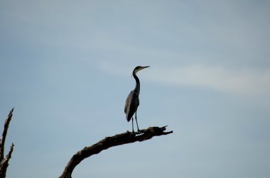 Heron, Malavi