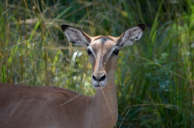 fawn, malawi