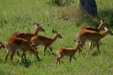 fawn, malawi