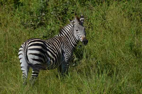 Zebra em Malawi — Fotografia de Stock