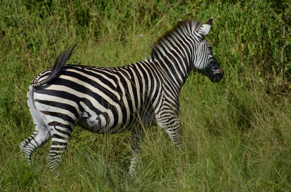 Zebra in Malawi — Stock Photo, Image