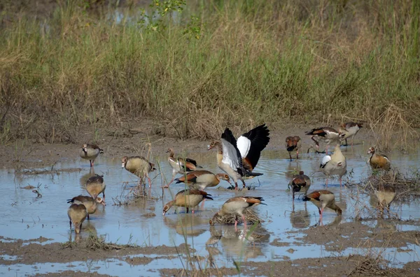 Птицы, Малави — стоковое фото