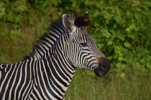 Zebra on the savannah