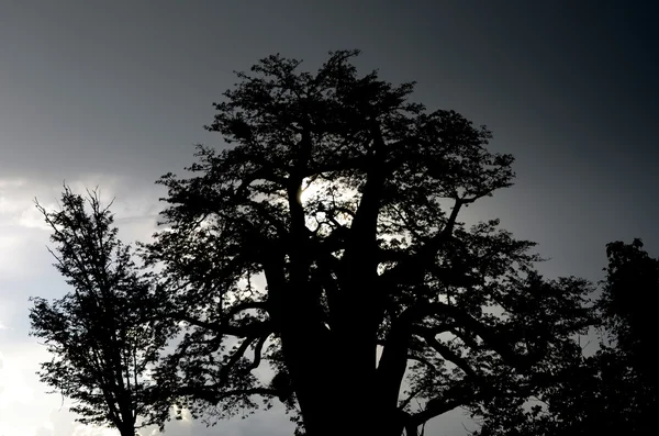 Baobá — Fotografia de Stock