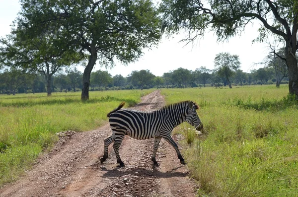 Zebra no mato — Fotografia de Stock