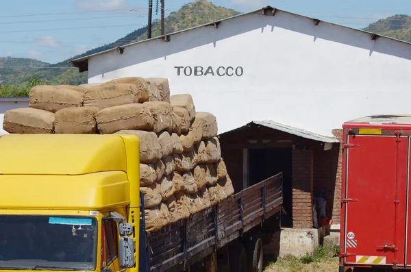 stock image Tobacco