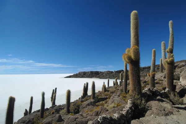 stock image Bolivia