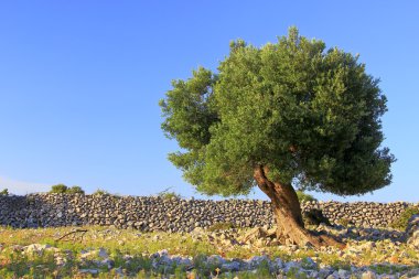 Olive tree clipart