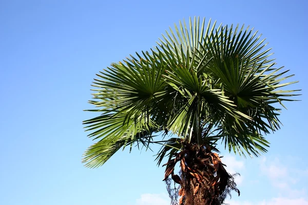 stock image Tropical palm tree