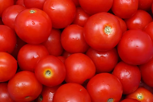 stock image Tomatoes