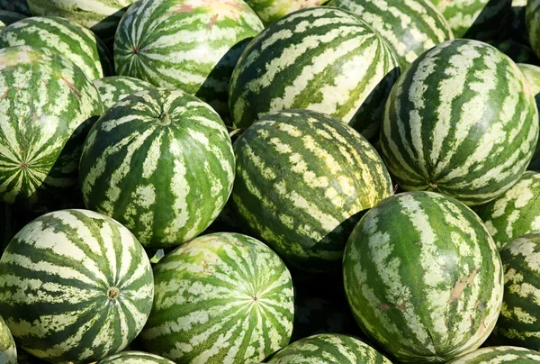 stock image Water-melons