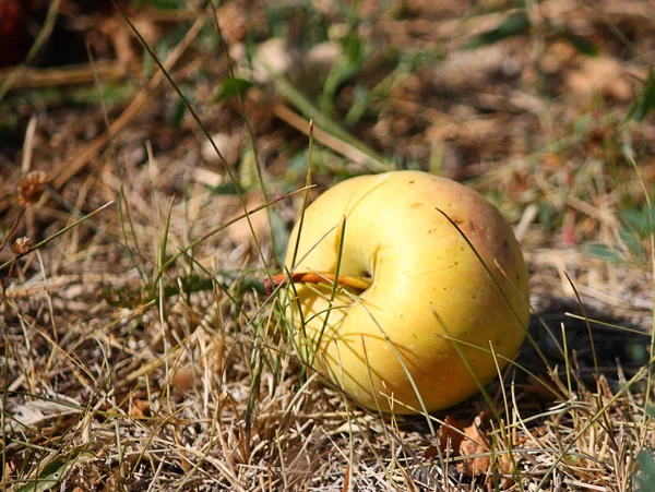 Apple in a grass — Stock Photo, Image