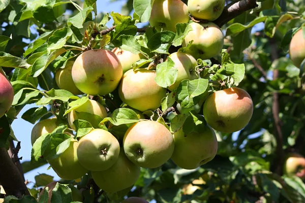 एका शाखावर सफरचंद — स्टॉक फोटो, इमेज