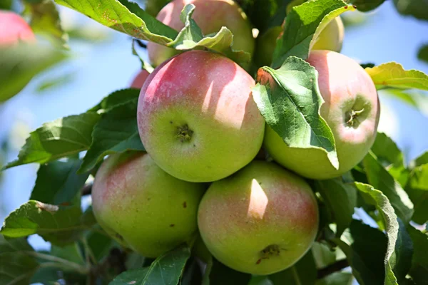 एका शाखावर सफरचंद — स्टॉक फोटो, इमेज