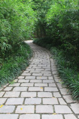 Narrow path in bamboo garden clipart