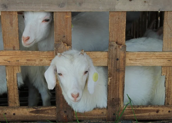 stock image Sheep in cage