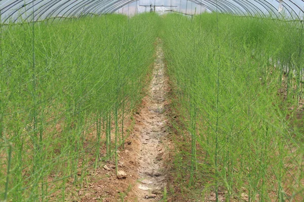 ฟาร์มหน่อไม้ฝรั่ง — ภาพถ่ายสต็อก