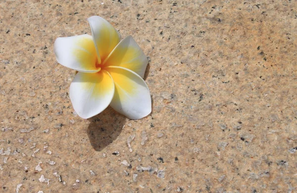 Flor en el suelo — Foto de Stock